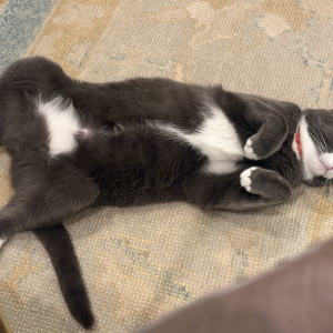 2nd Image of Demi, Lost Cat