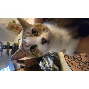 Image of Meow Meows, Lost Cat