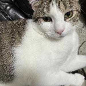 Image of Sunny, Lost Cat