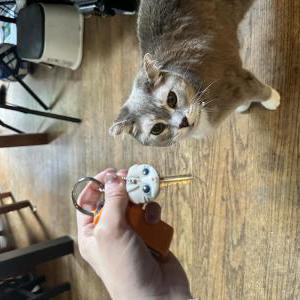 Image of Bender, Lost Cat