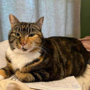 Image of Sarah, Lost Cat