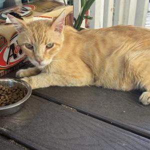 Image of Unknown, Found Cat