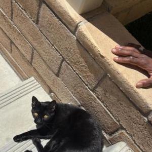 Image of Broly, Lost Cat