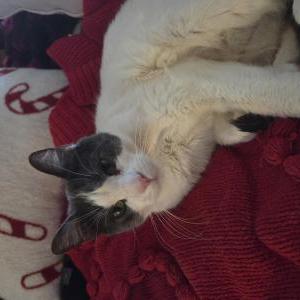 Image of Stubby, Lost Cat