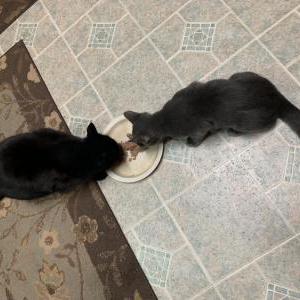 Lost Cat Shadow (Lautz)