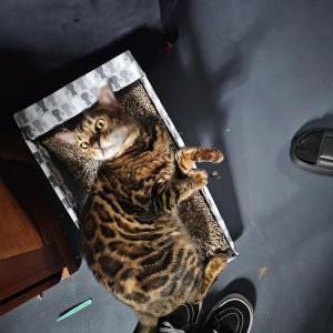 Lost 2 Aleister (Arkansas)