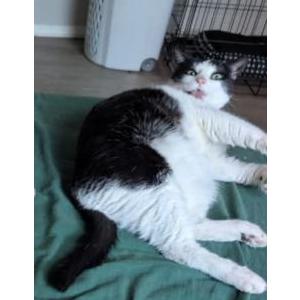 Image of Jackson Choate, Lost Cat
