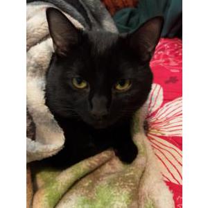 Image of Arati Ruchal, Lost Cat