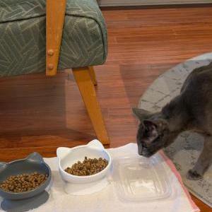 Image of Long John Silver, Lost Cat