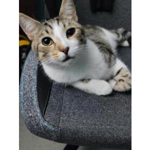 Image of Jackson, Lost Cat