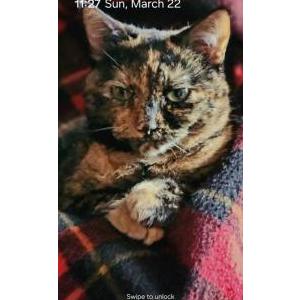 Image of Claire, Lost Cat