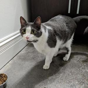 Image of Unknown, Found Cat