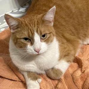 Image of Teena, Lost Cat