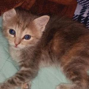 Image of Little, Lost Cat