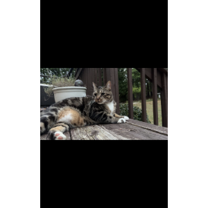 Image of Suki, Lost Cat