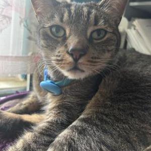Lost 2 Remi (Pennsylvania)