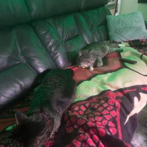 Image of June, Lost Cat