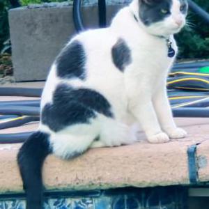 Image of Thunder, Lost Cat