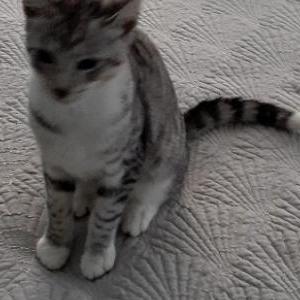 Lost Cat Lucky