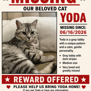 Image of Yoda, Lost Cat