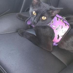 Image of Tyrone, Lost Cat