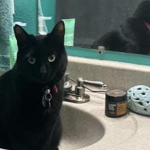 Image of Maddie, Lost Cat