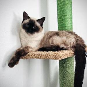 Image of Cali, Lost Cat