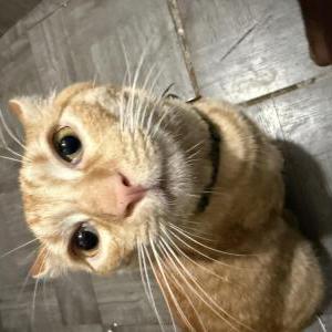 Image of Cashmere, Lost Cat