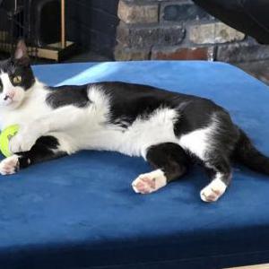 Lost Cat Little J