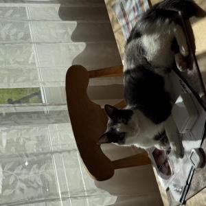 Image of Kitty, Lost Cat