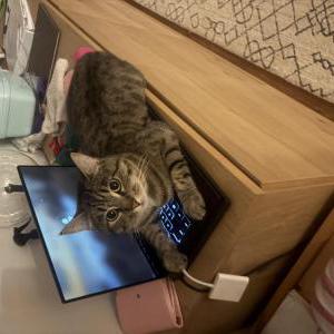 Image of zincu, Lost Cat