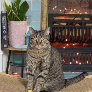 Lost Cat Potato