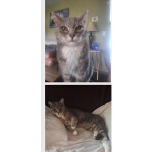 Image of Pal Sandefur, Lost Cat