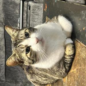 Image of Simon, Lost Cat