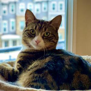 Image of Ross, Lost Cat