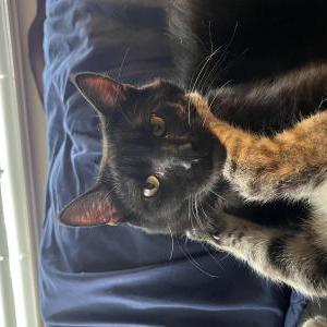 Image of Jax, Lost Cat