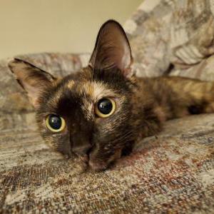 Image of Lancaster, Lost Cat