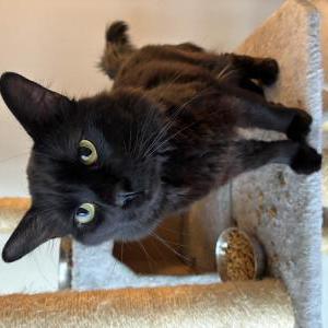 Image of Emito (or emit), Lost Cat