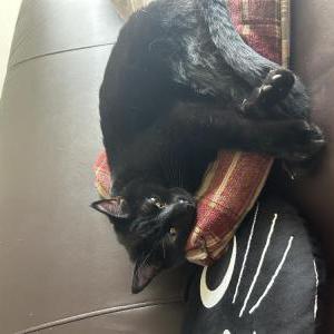 Image of olive, Lost Cat