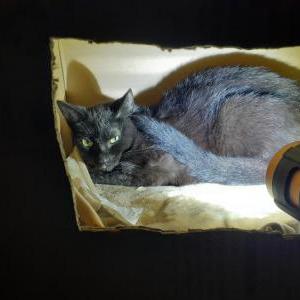 Image of Unknown, Found Cat