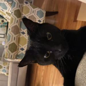 Image of Sheba, Lost Cat