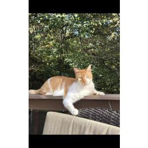 Image of Sunbeam, Lost Cat