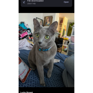 Lost Cat Jazz