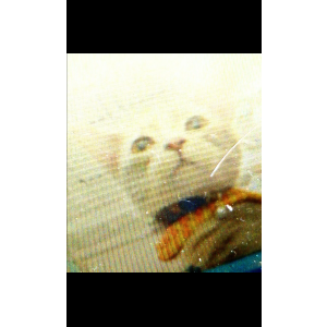 Image of Smokey, Lost Cat