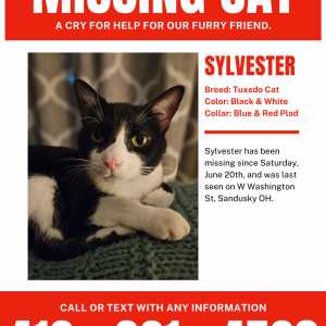 Image of Sylvester, Lost Cat