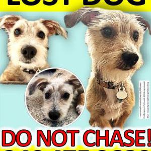 Lost 1 Rusty (MD)