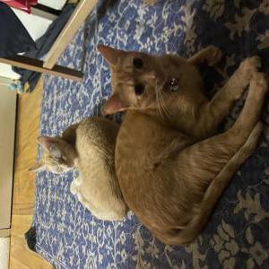 Image of Coco, Lost Cat