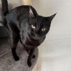 Image of Sabrina, Lost Cat