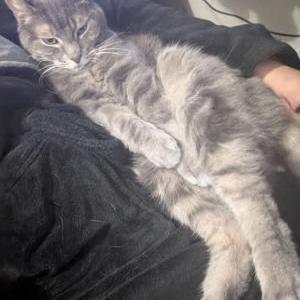 Image of Draco, Lost Cat