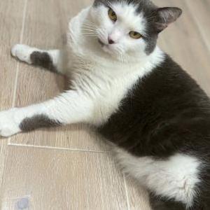 Image of Tail, Lost Cat